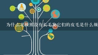 为什么北极熊没有长毛发它们的皮毛是什么颜色